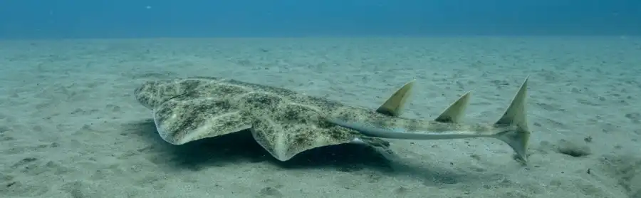 Facts: The Angel Shark  Quick facts about this bottom-dwelling