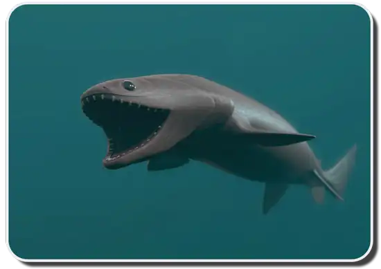 Scientists Find an All-Black, Glowing Shark Species: the Ninja Lanternshark