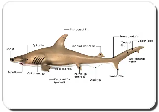 shark skeleton labeled
