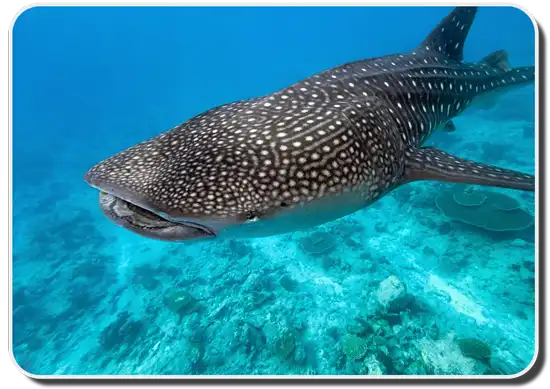 Animal Planet - How cute is this baby whale shark? 📷 +