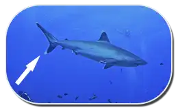 shark internal diagram showing the evolution of