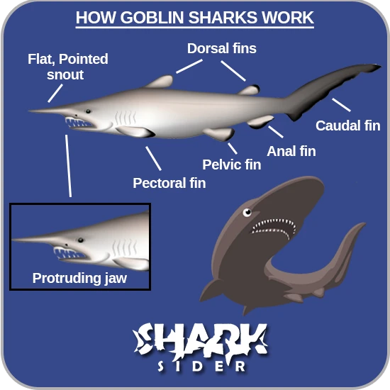 12 Incredible Goblin Shark Facts - Fact Animal