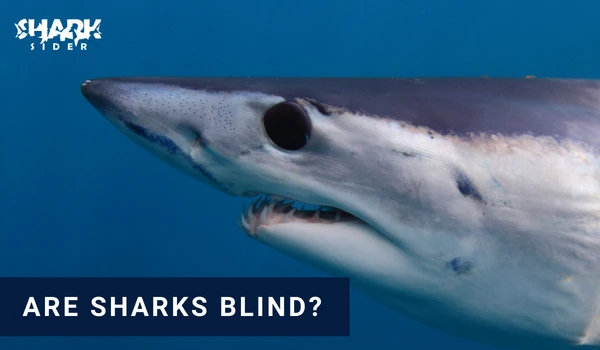 shark with human eyes