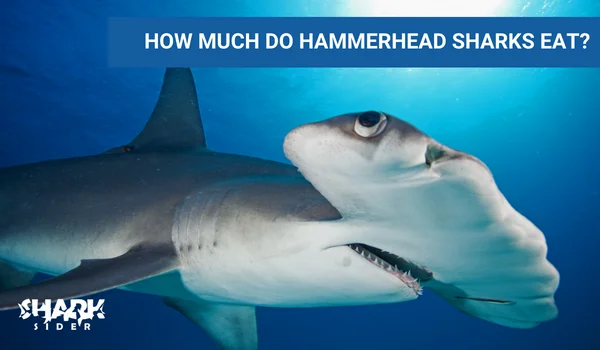 What Do Hammerhead Sharks Eat? How They Hunt? Shark Sider