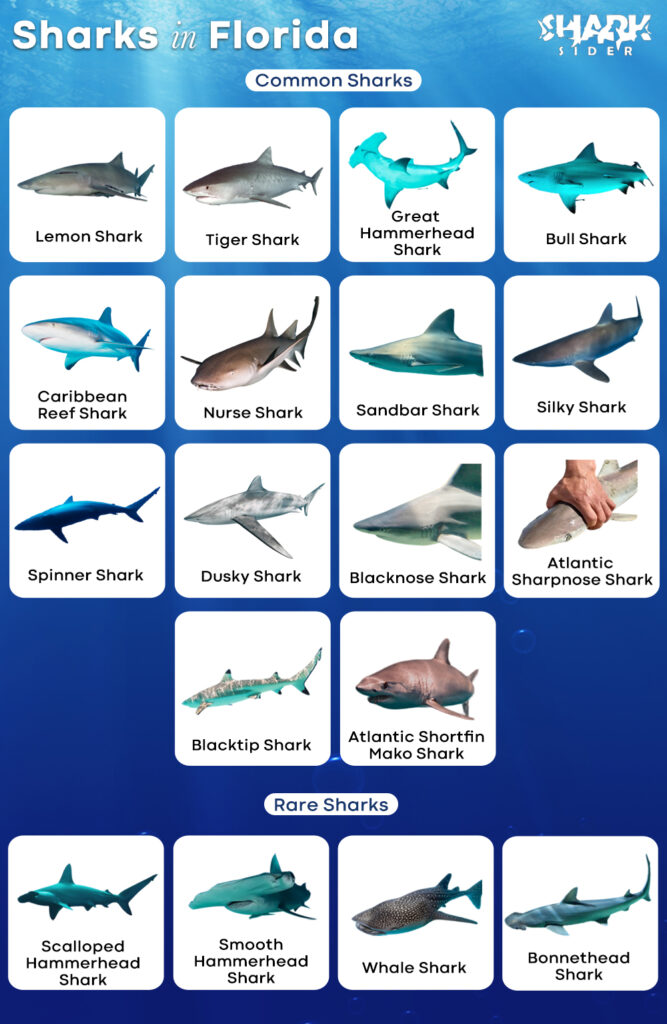 List of Sharks in Florida with Pictures