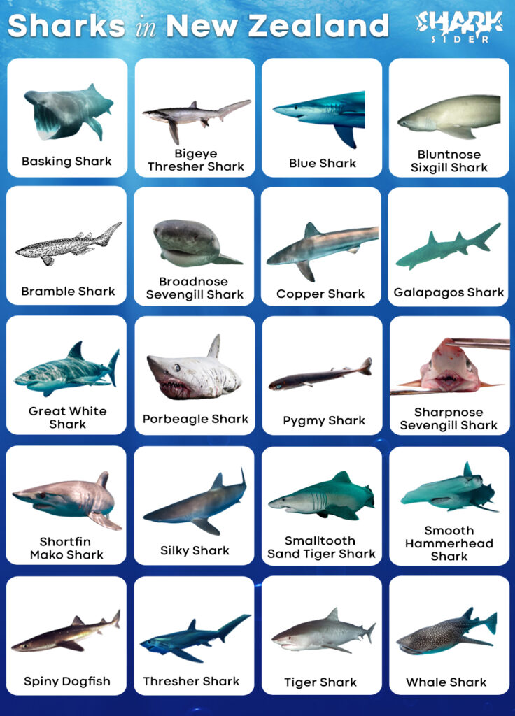 List of Sharks in New Zealand with Pictures