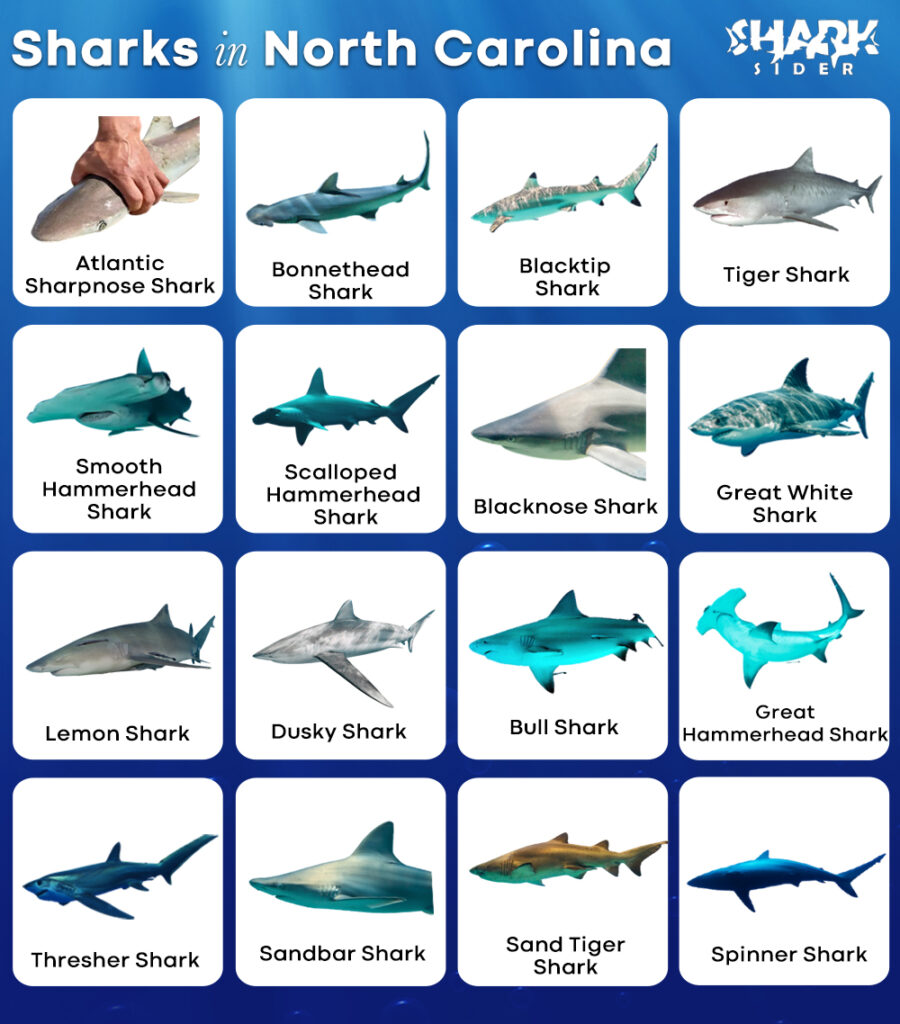 list-of-sharks-in-north-carolina-with-pictures
