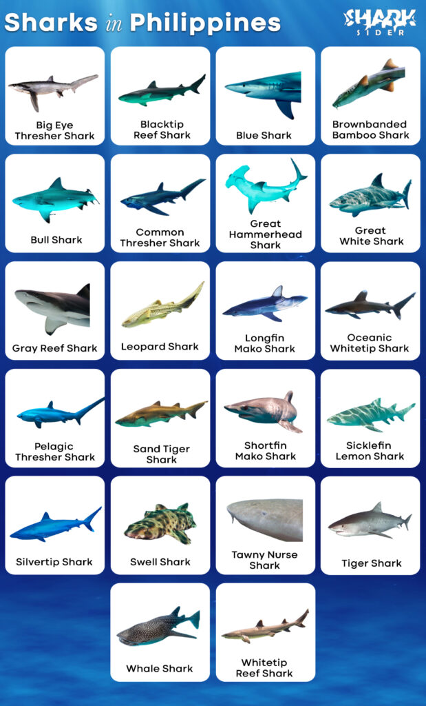 List of Sharks in Philippines with Pictures